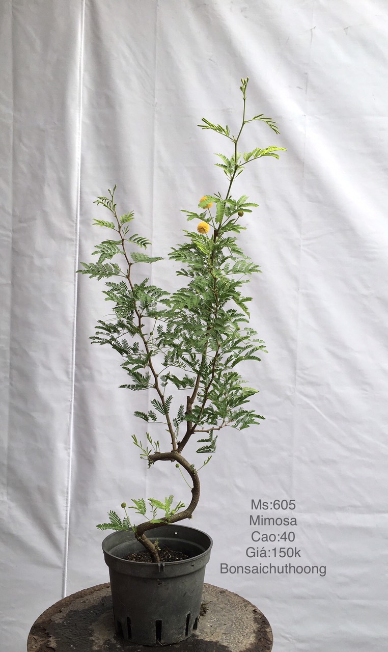 Mimosa (Mắc cỡ thân gỗ hoa vàng)