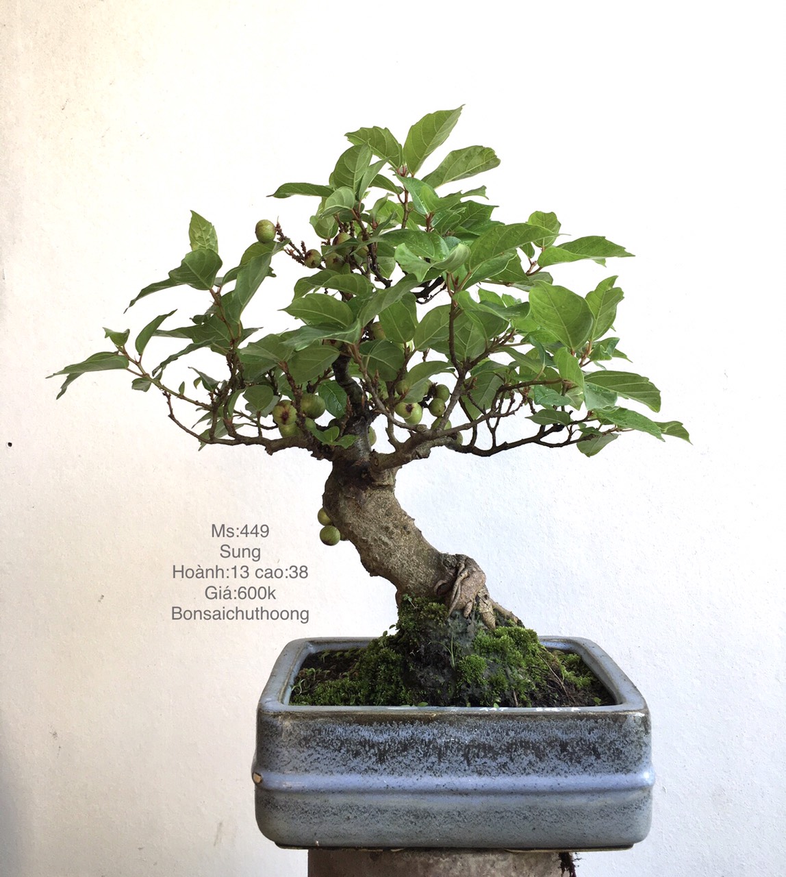 Sung bonsai