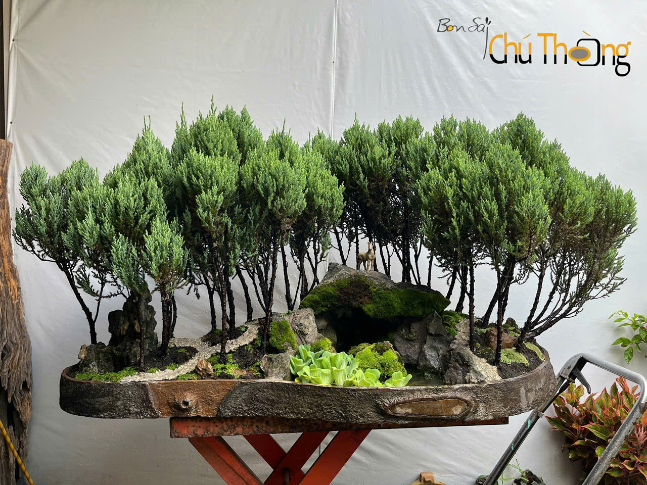 Tiểu Cảnh _ Bonsai Cụm Rừng