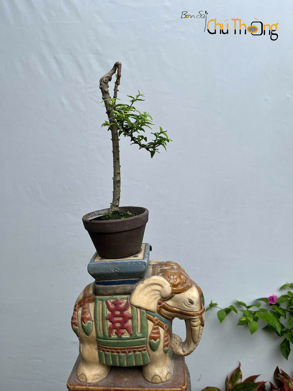 Mai chiếu Thủy Mini