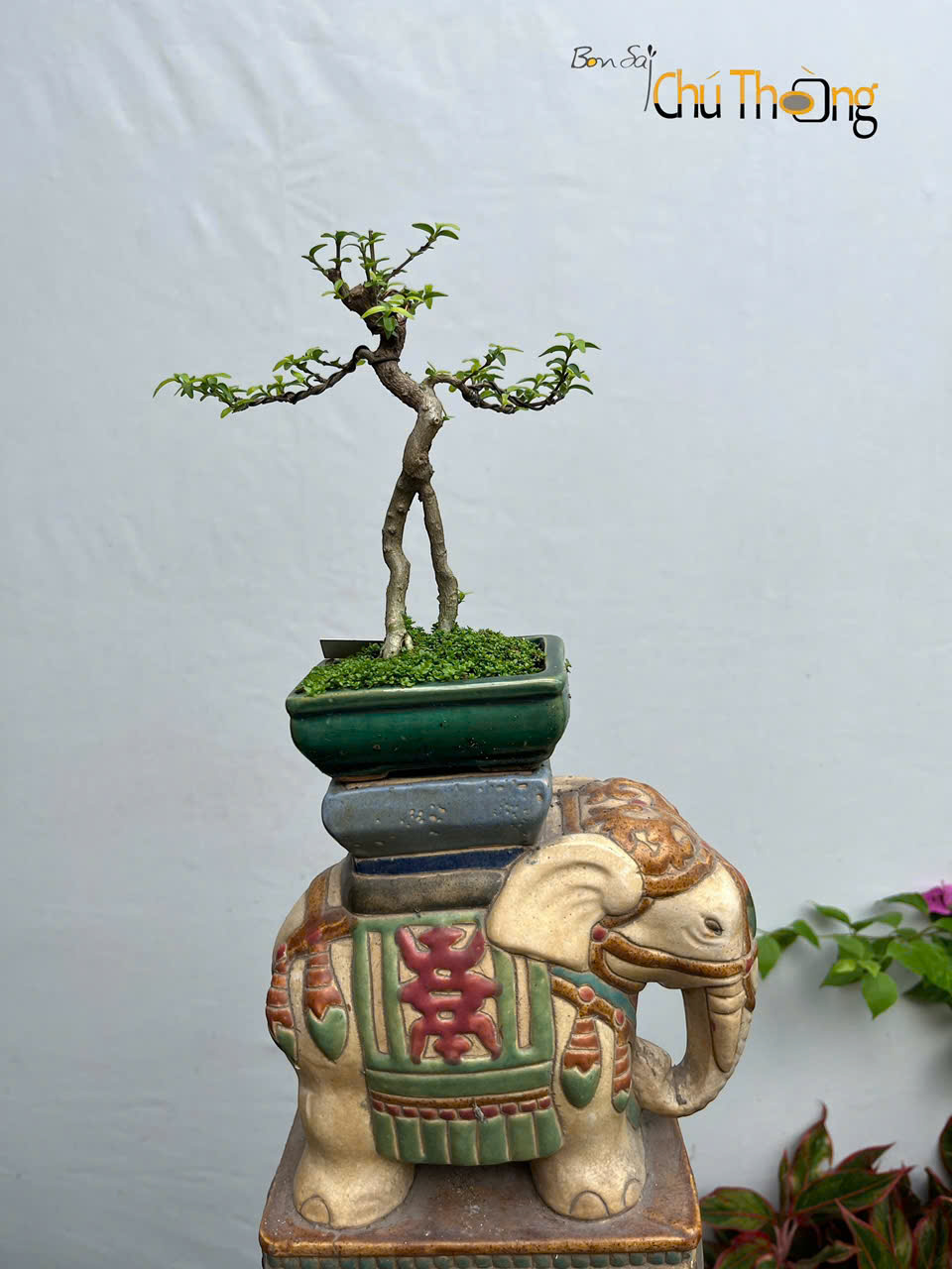 Mai chiếu thủy Bonsai