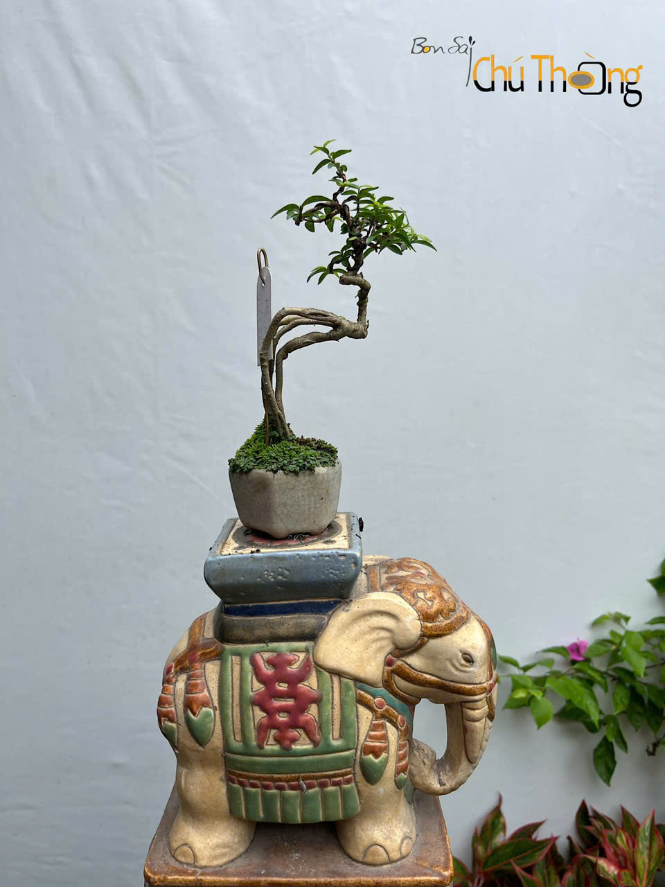 Mai chiếu thủy Bonsai