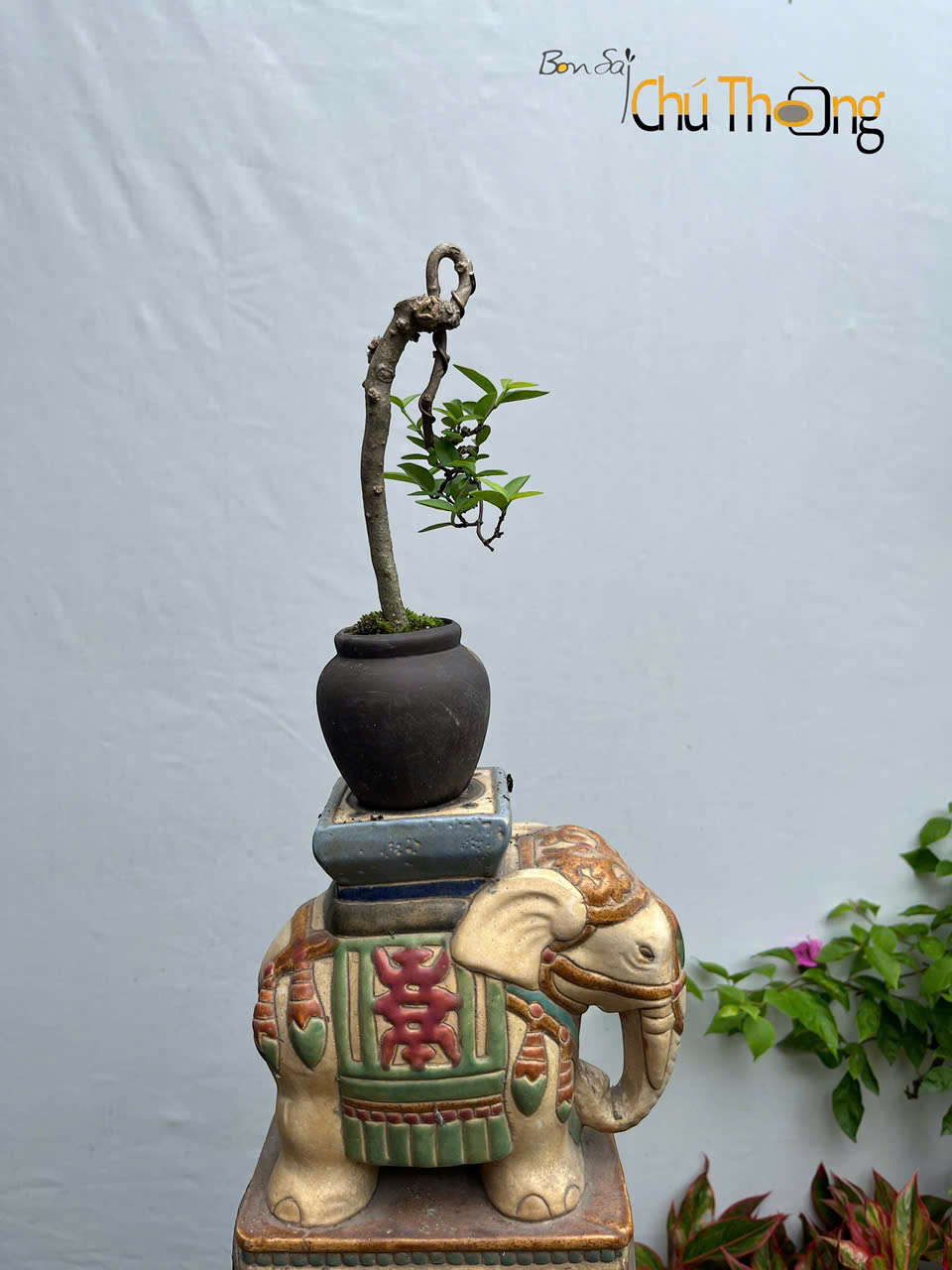 Mai chiếu thủy Bonsai
