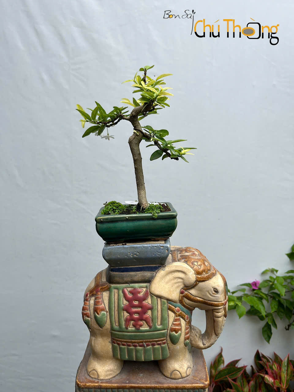 Mai chiếu thủy Bonsai