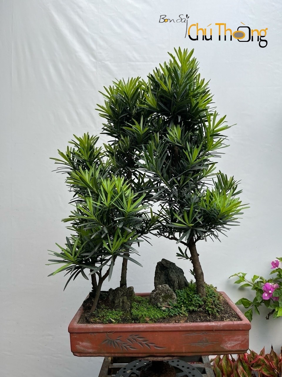 Tiểu cảnh Vạn Niên Tùng