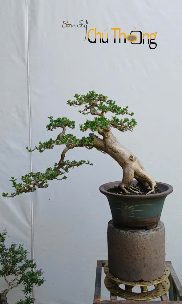 Sam Hương Bonsai