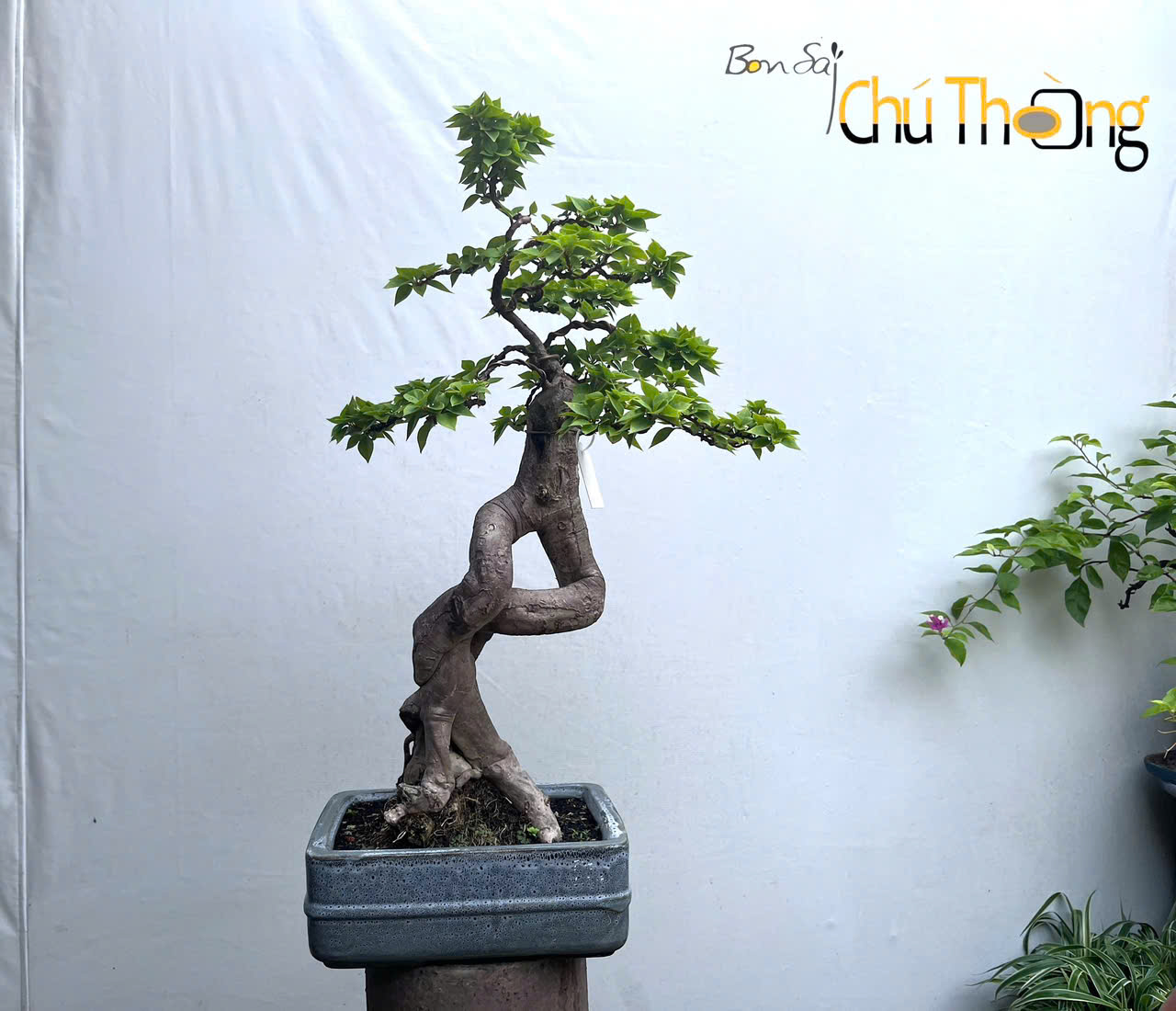 Hoa giấy Mỹ Bonsai