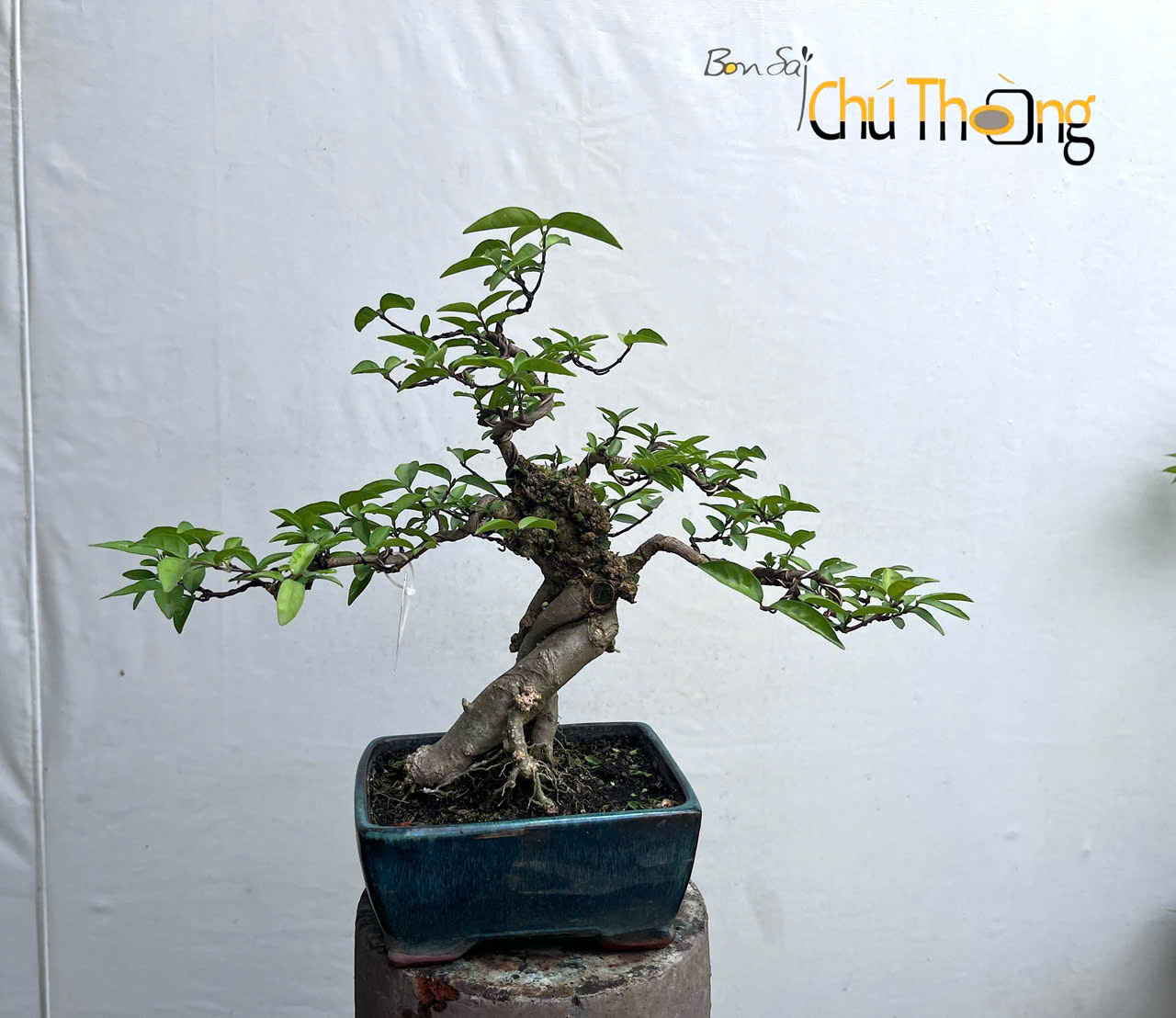 Mai chiếu thủy Bonsai
