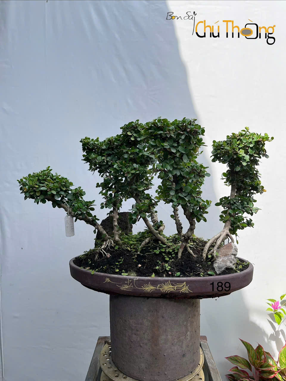 Tiểu cảnh Sam Núi