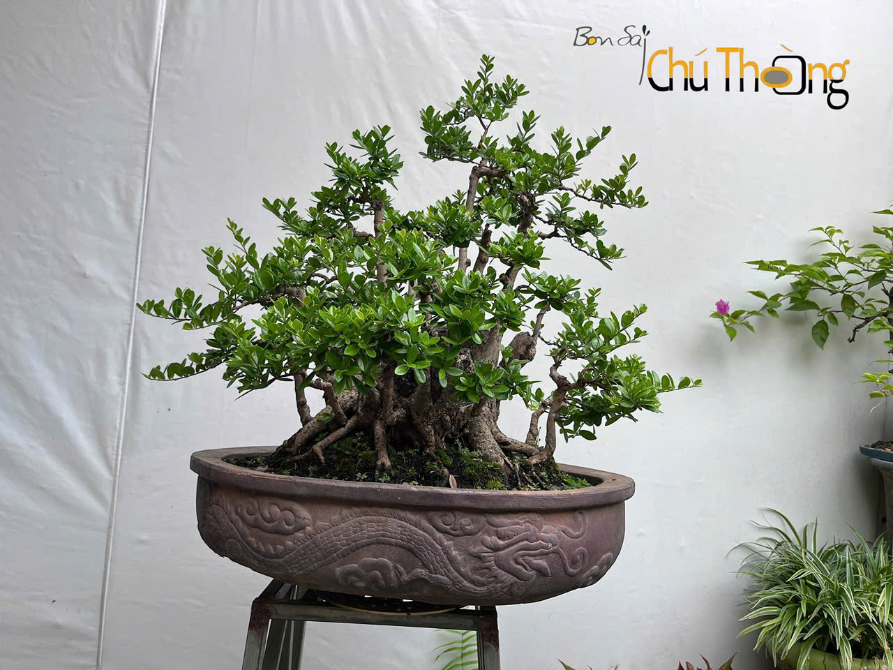 Hải châu cụm rừng Bonsai