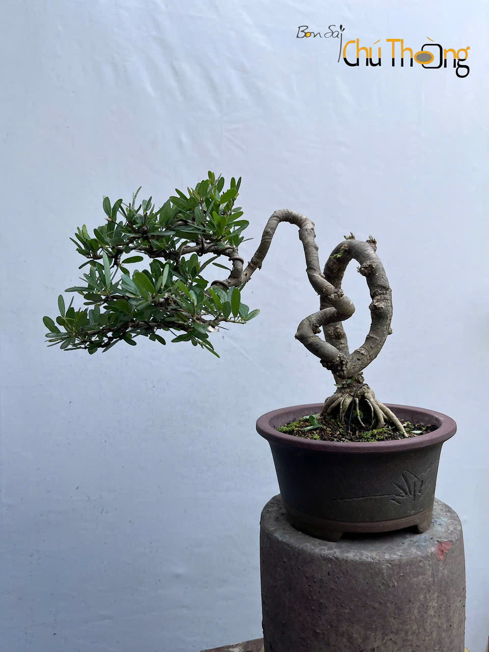 Linh sam bonsai
