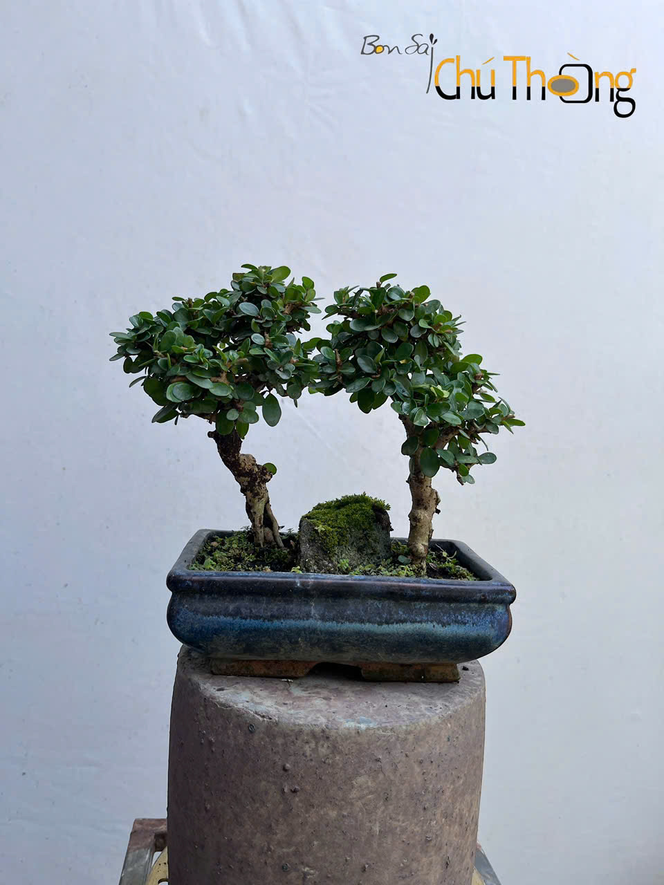 Sam Núi Bonsai