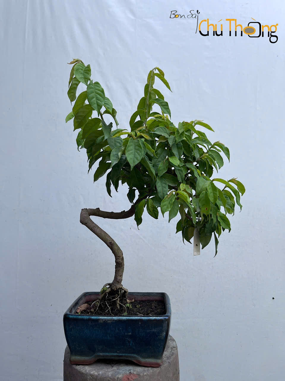 Chồi mồi Bonsai