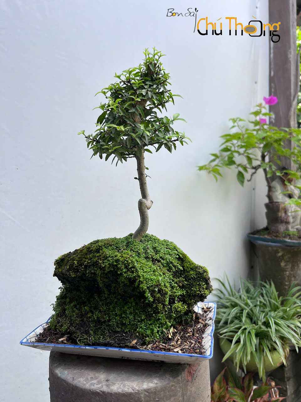 Tiểu cảnh Mai Chiếu Thuỷ