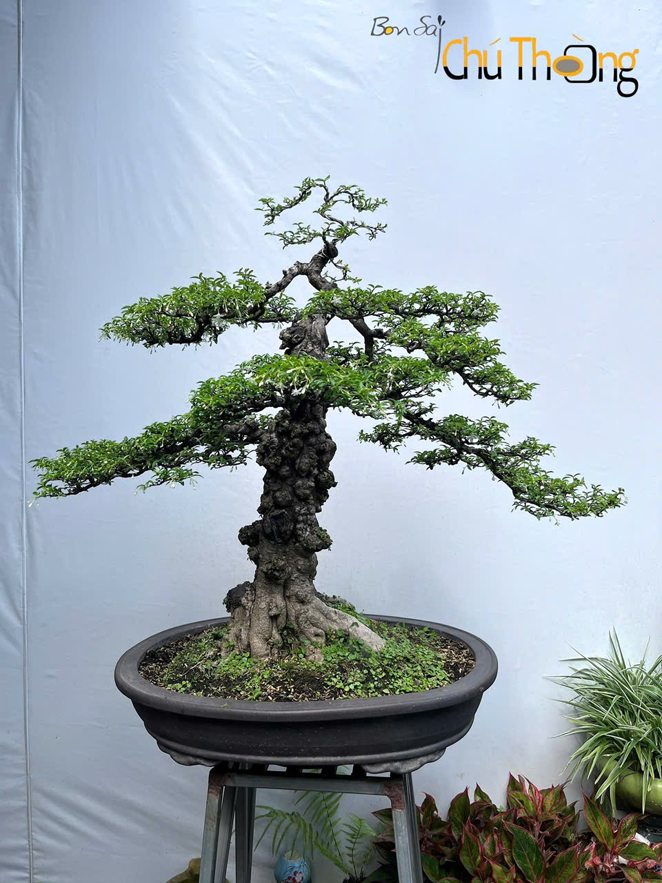 Mai chiếu thủy Bonsai