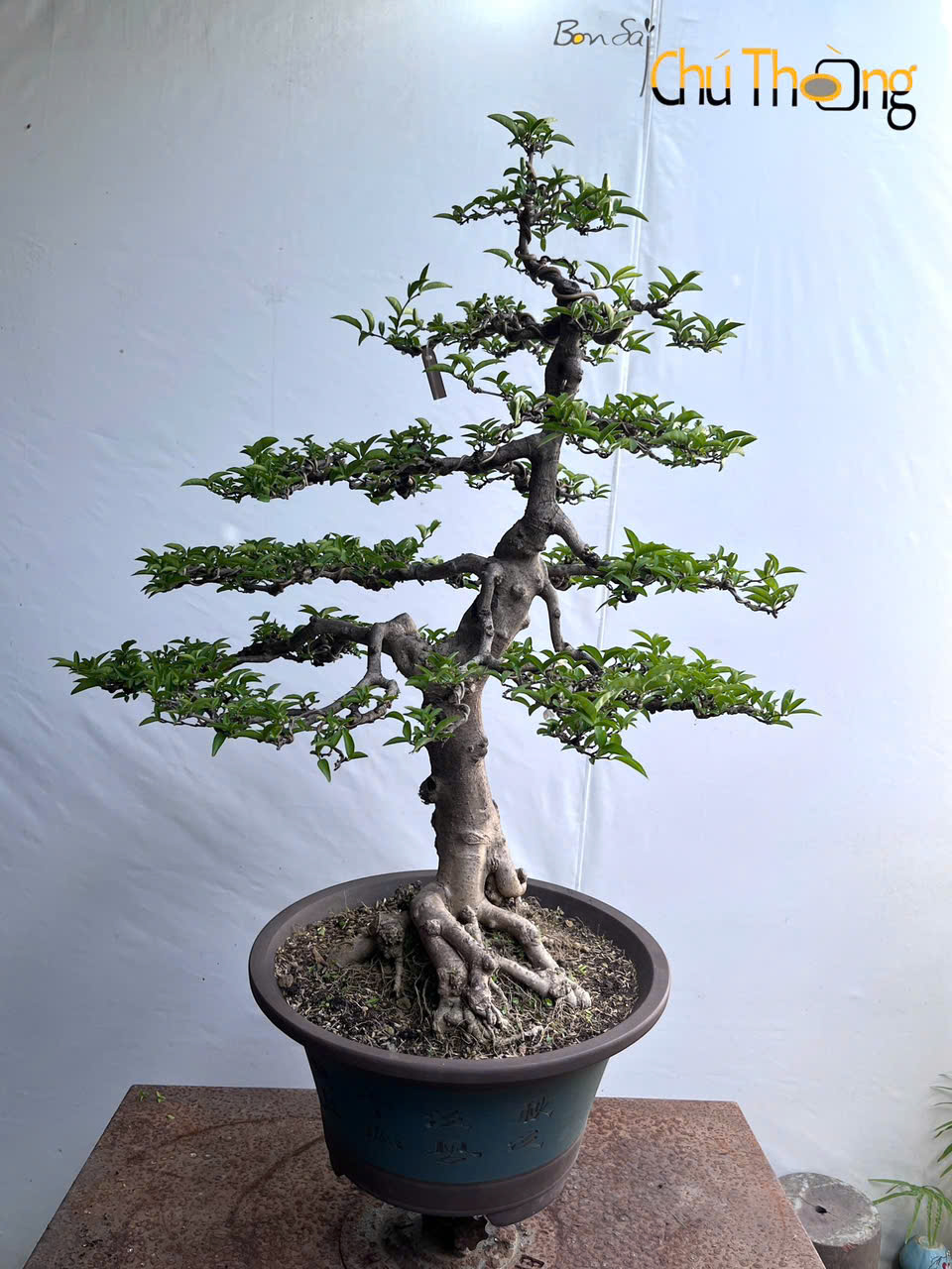 Mai chiếu thủy Bonsai