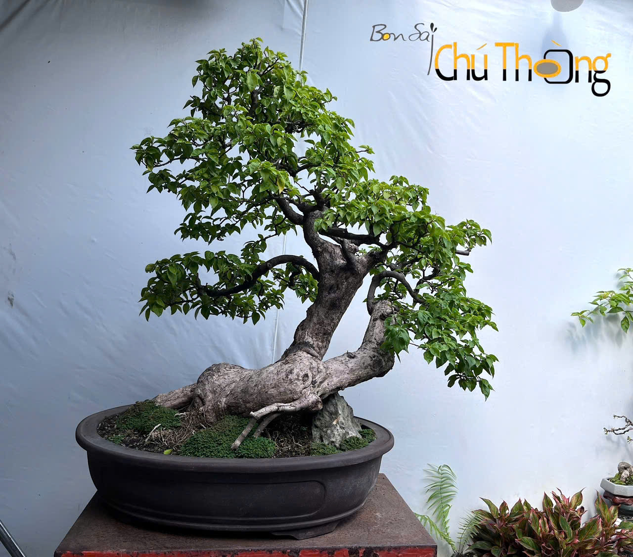 Hoa Giấy  Hồng  Bonsai