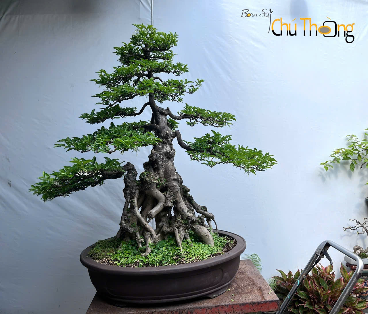 Mai chiếu thủy Bonsai