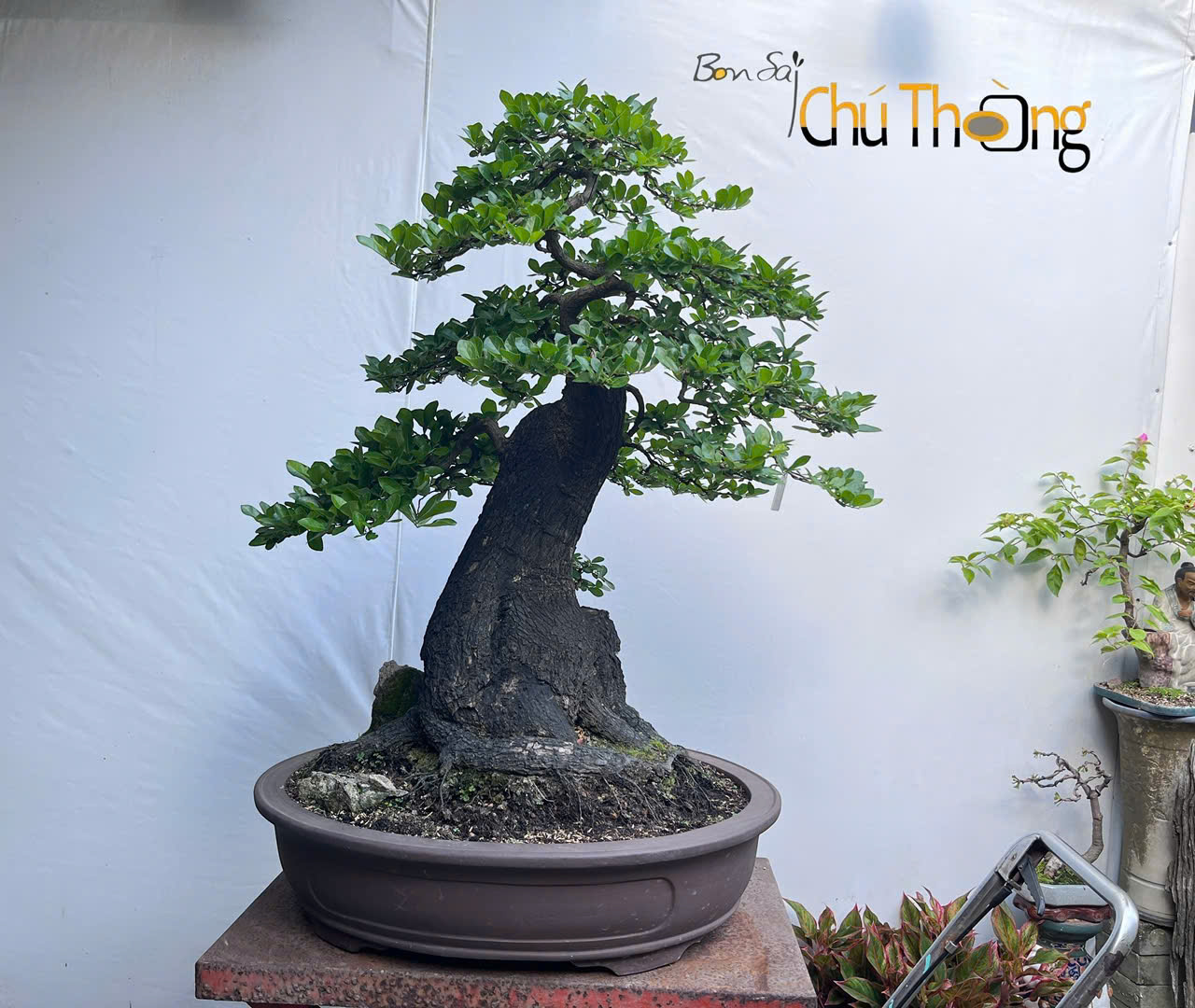 Cẩm thị Bonsai (Kim Cương đen)