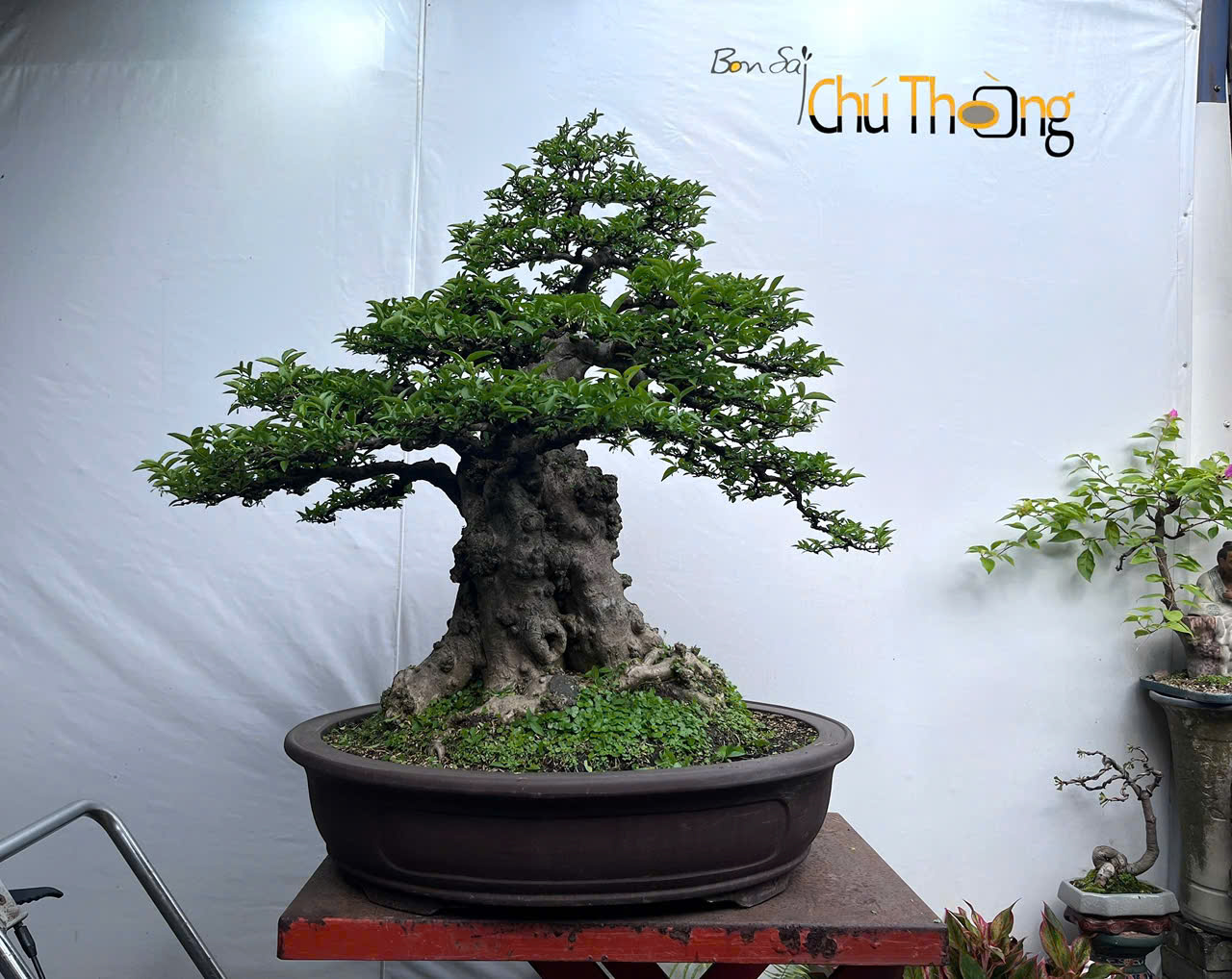 Mai chiếu thủy Bonsai