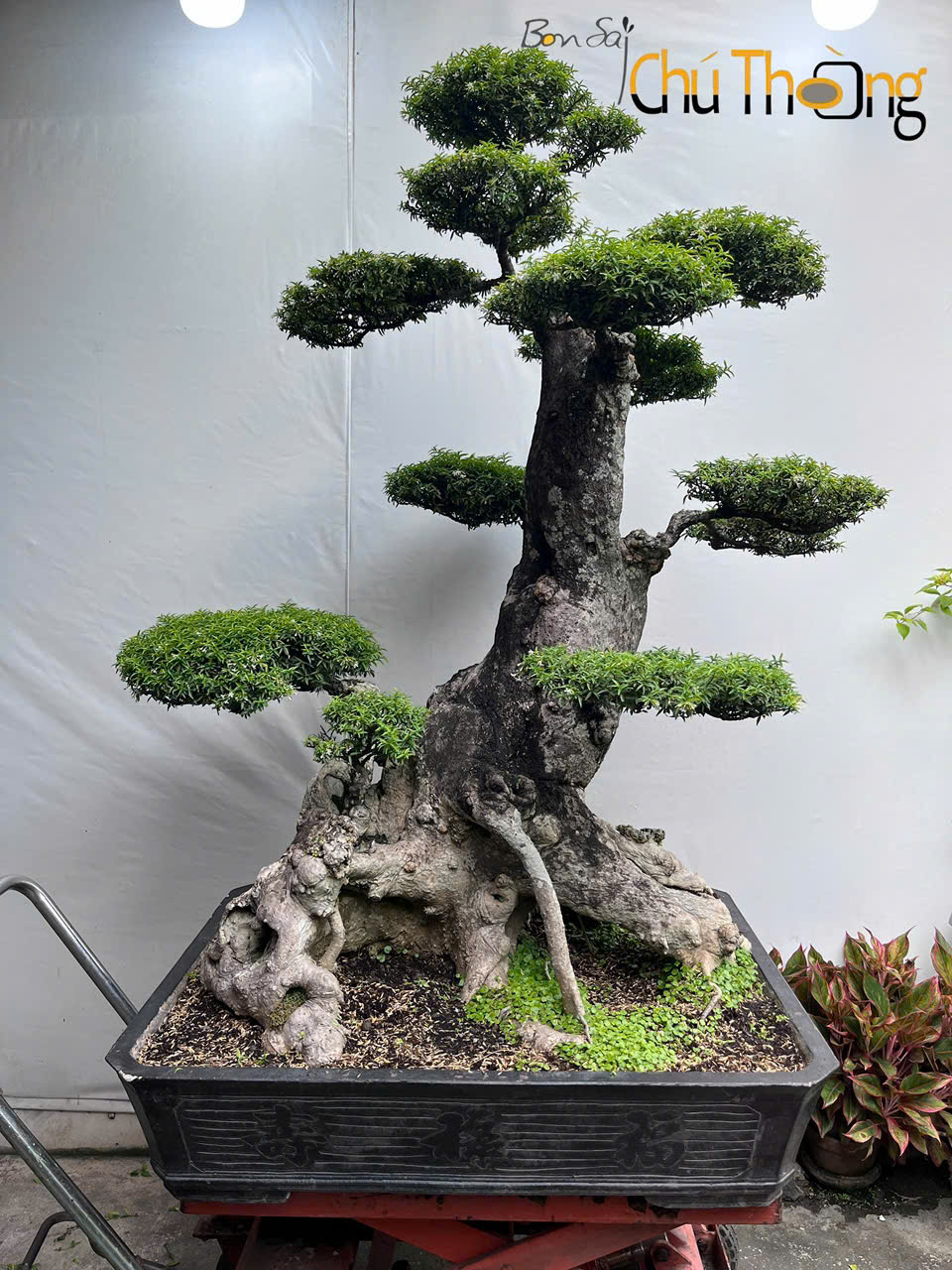 Mai Chiếu Thủy Ghép Lồng Mức