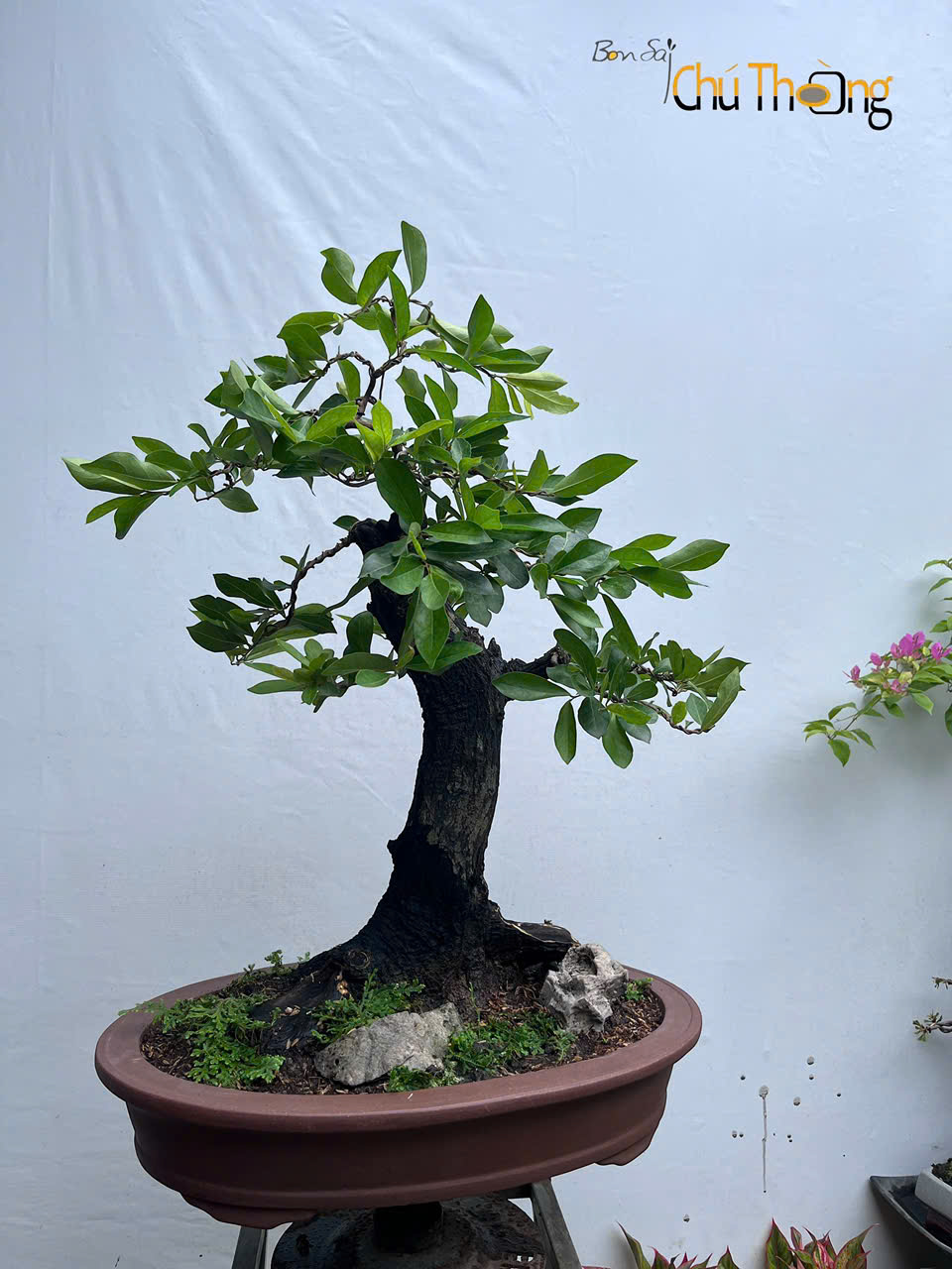 Cẩm thị Bonsai (Kim Cương đen)