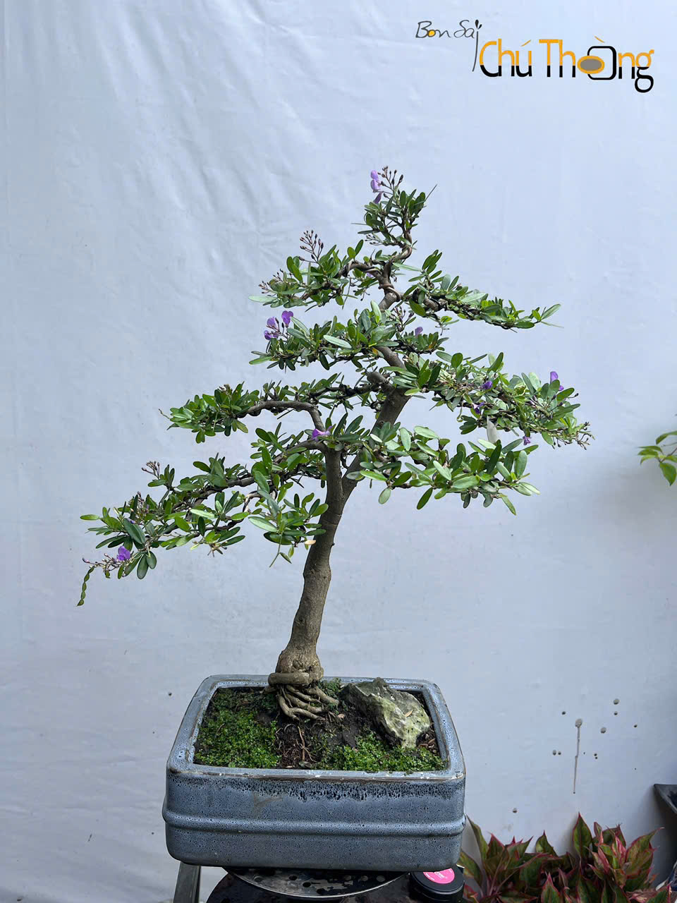 Linh Sam Bonsai