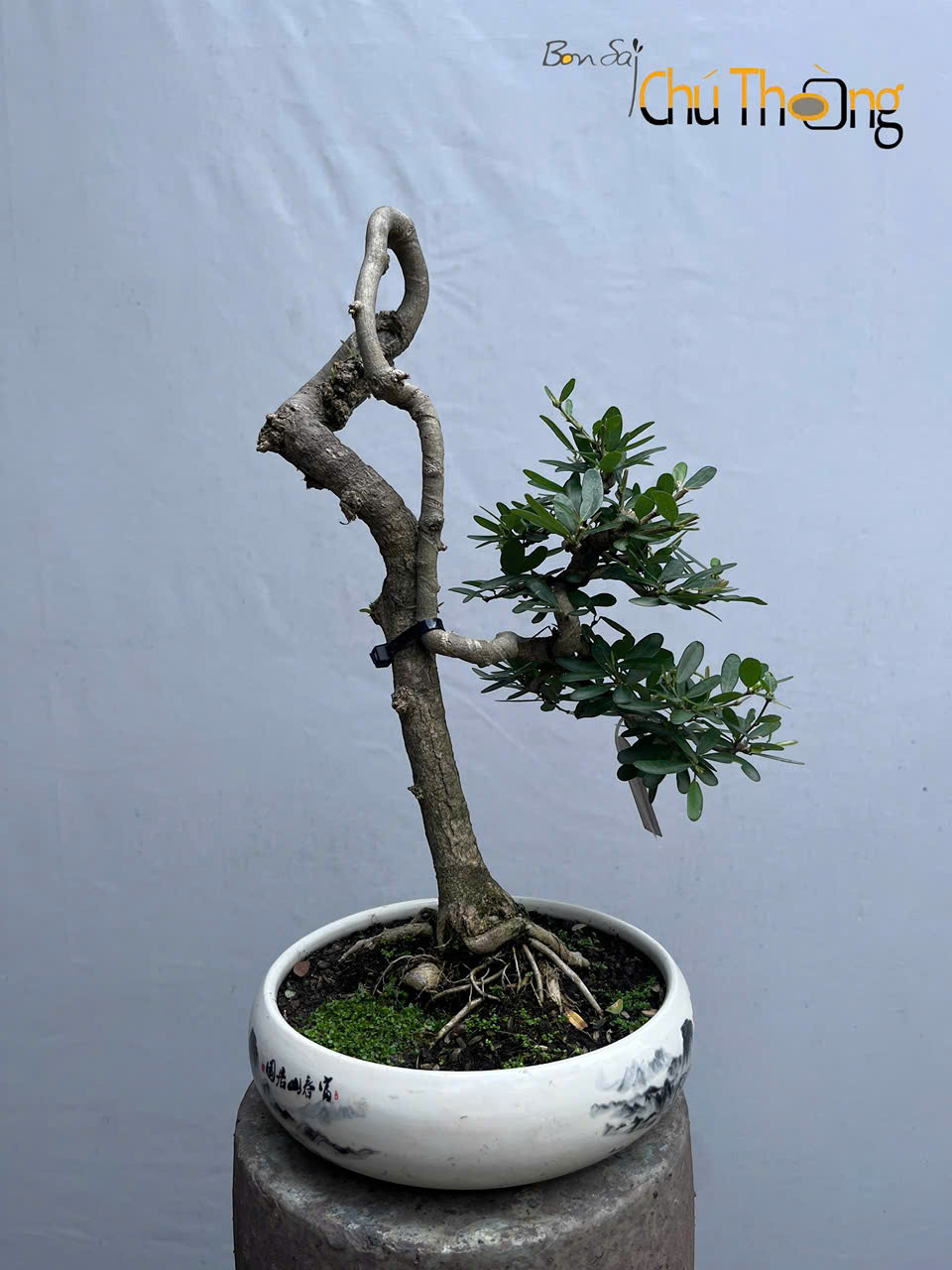 Linh Sam Bonsai