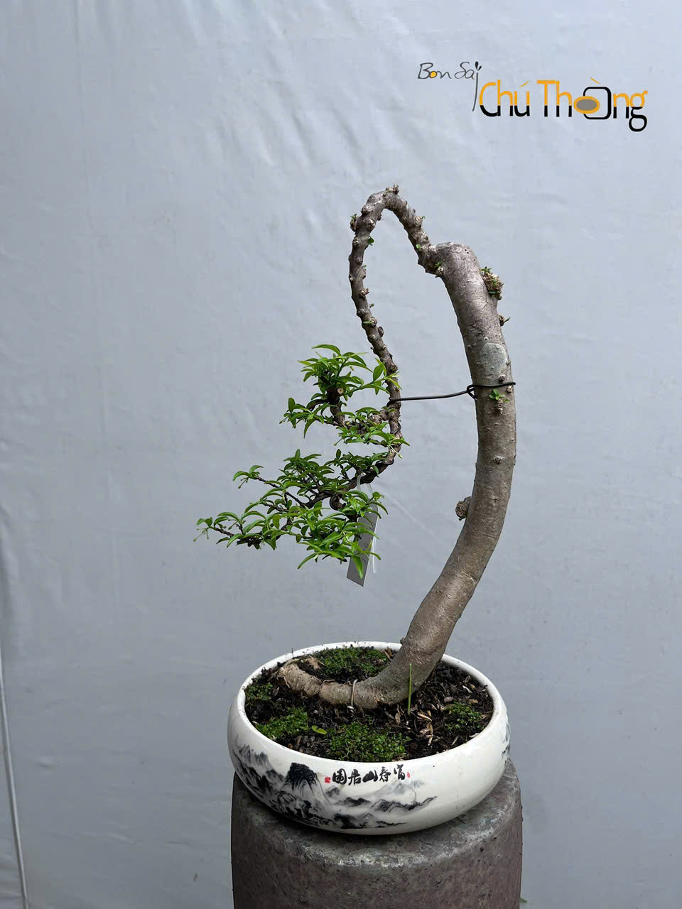 Mai chiếu thủy Bonsai