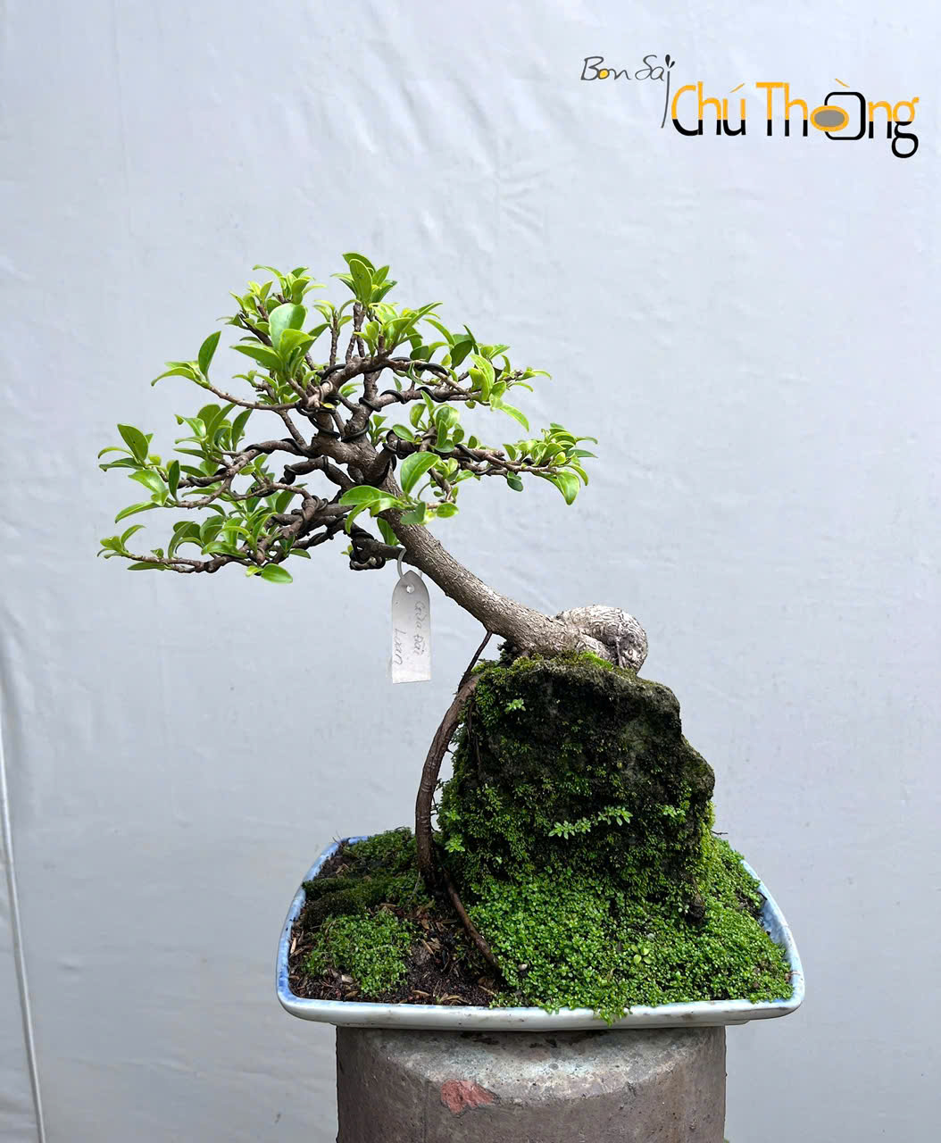 Gừa Đài Loan Bonsai