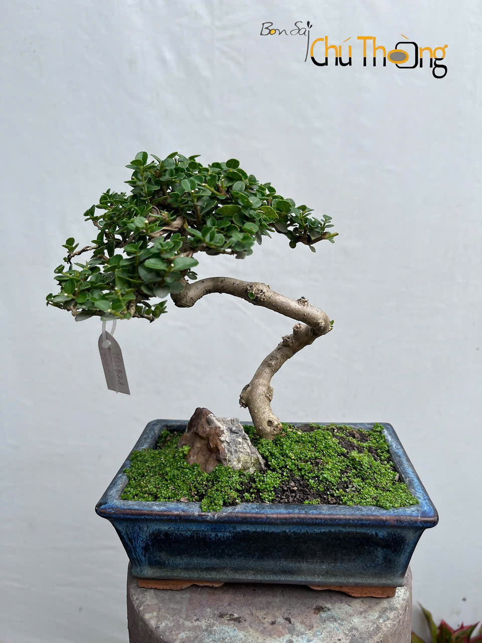 Sam Hương Bonsai