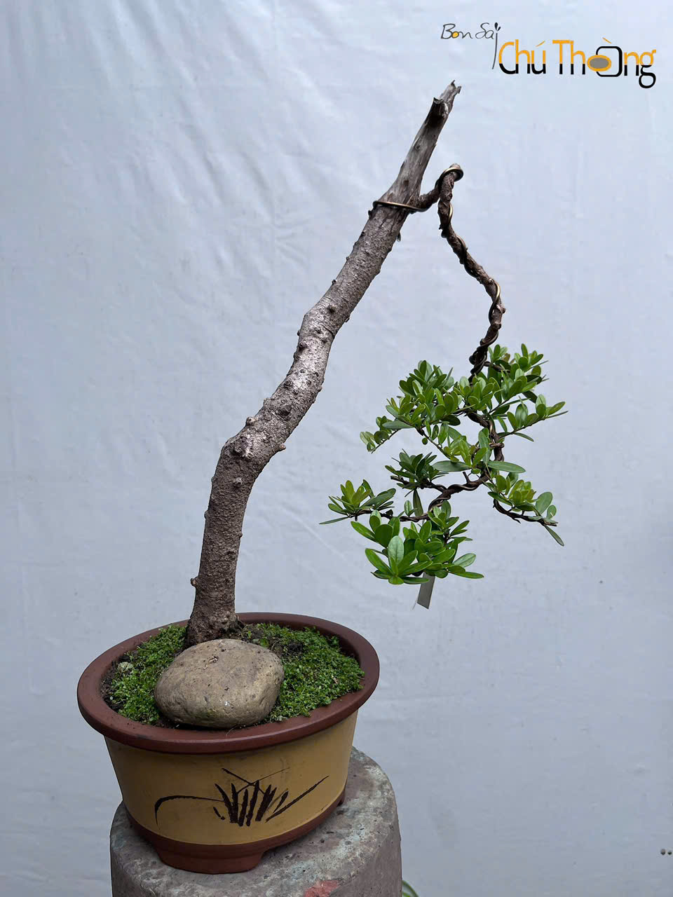 Hải Châu Bonsai