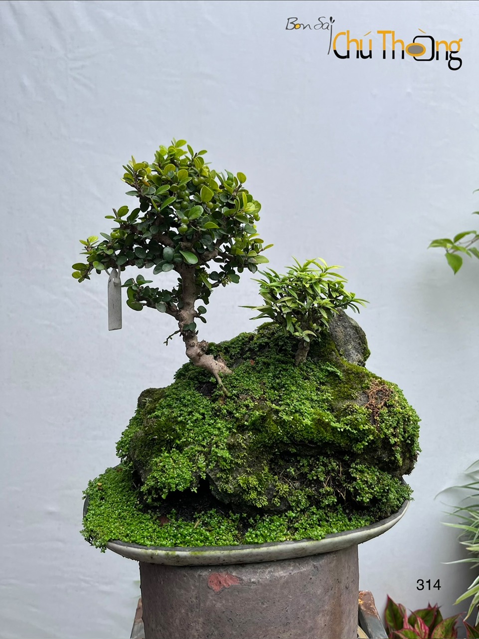 Tiểu cảnh sam núi trái