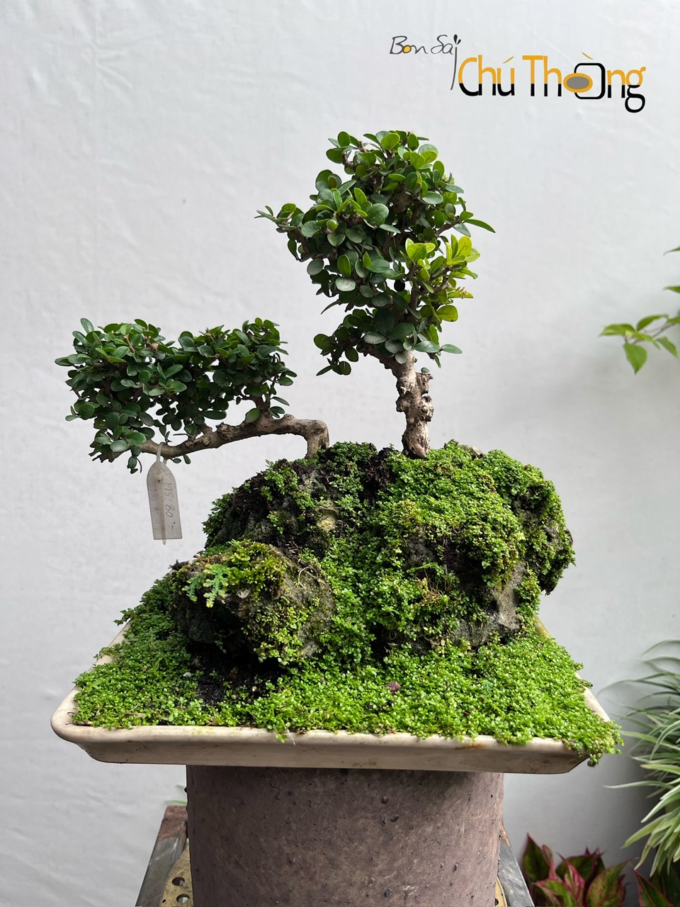 Tiểu cảnh sam núi trái