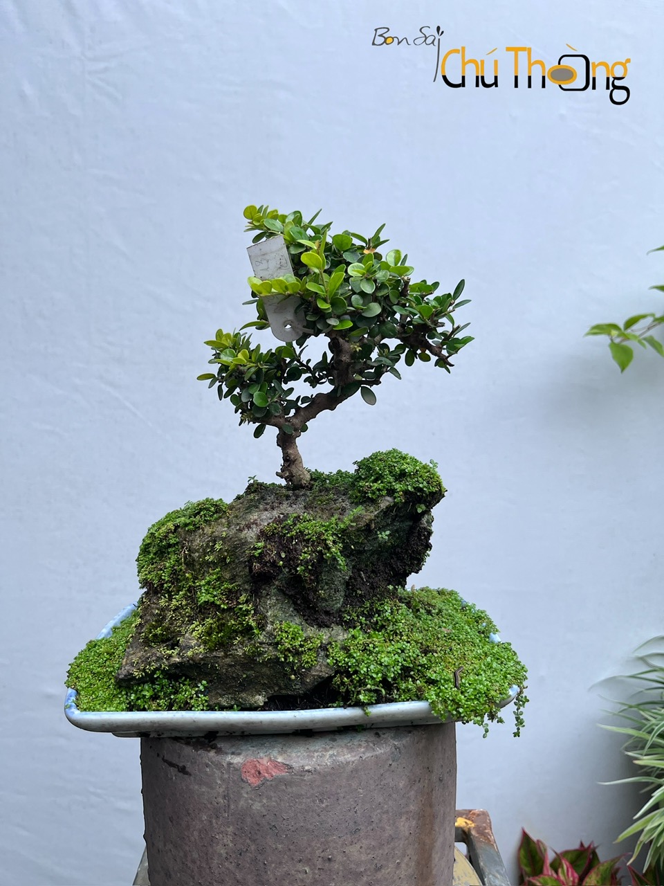 Tiểu Cảnh Sam Núi