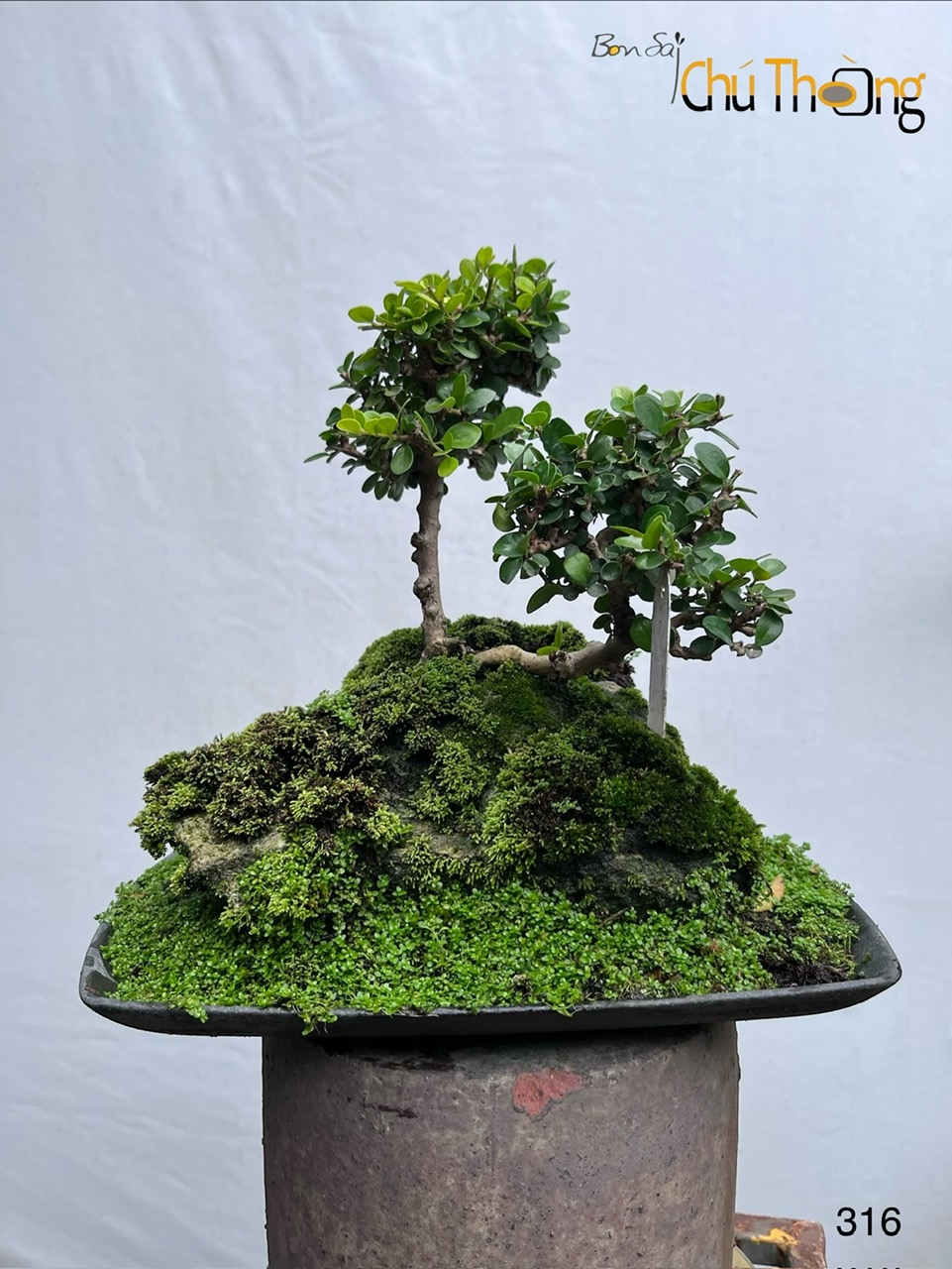 Sam Núi Bonsai
