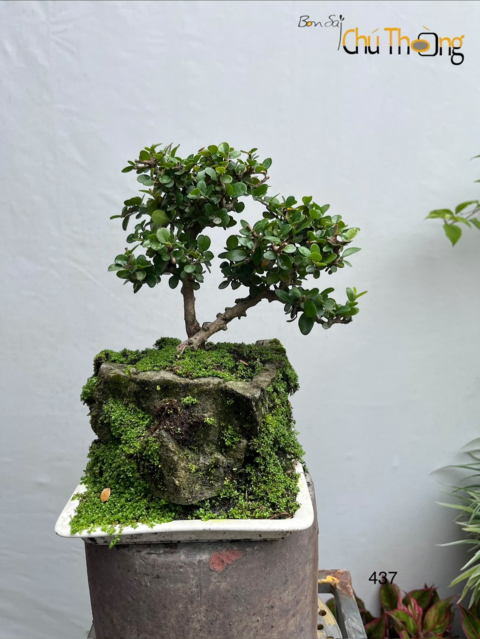 Tiểu Cảnh Sam Núi