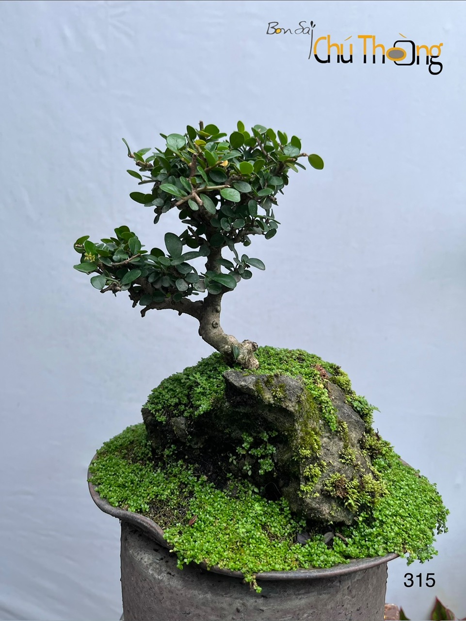 Sam Núi Bonsai
