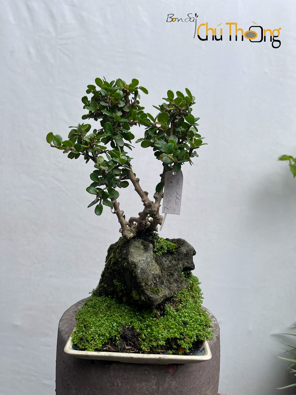 Sam Núi Bonsai