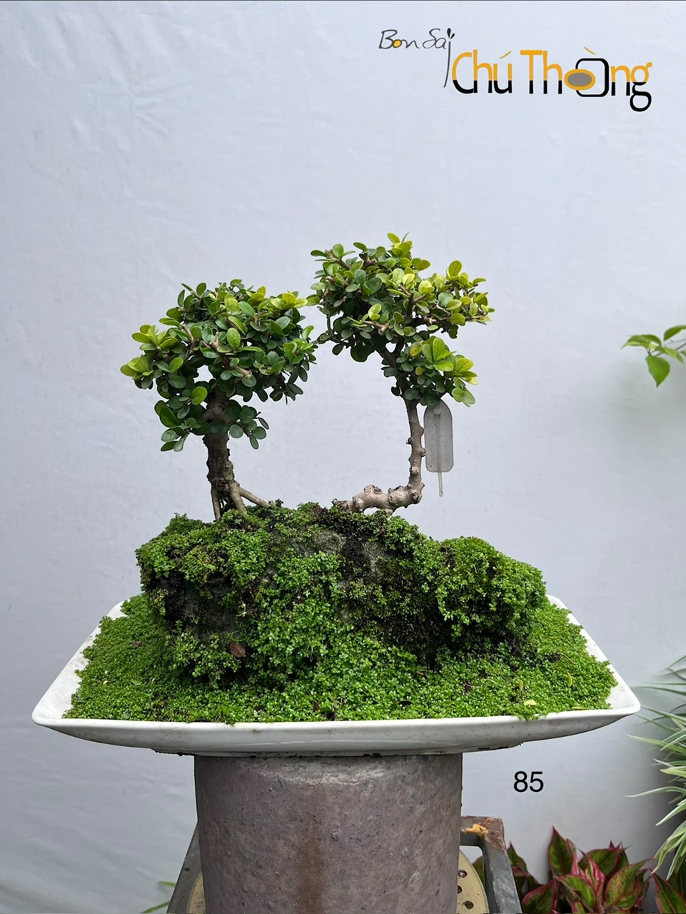 Sam Núi Bonsai