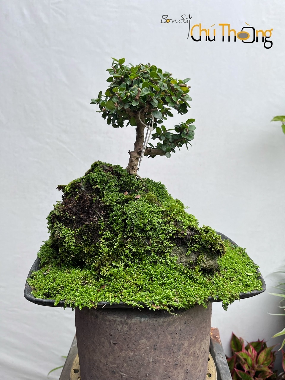 Tiểu cảnh sam núi trái