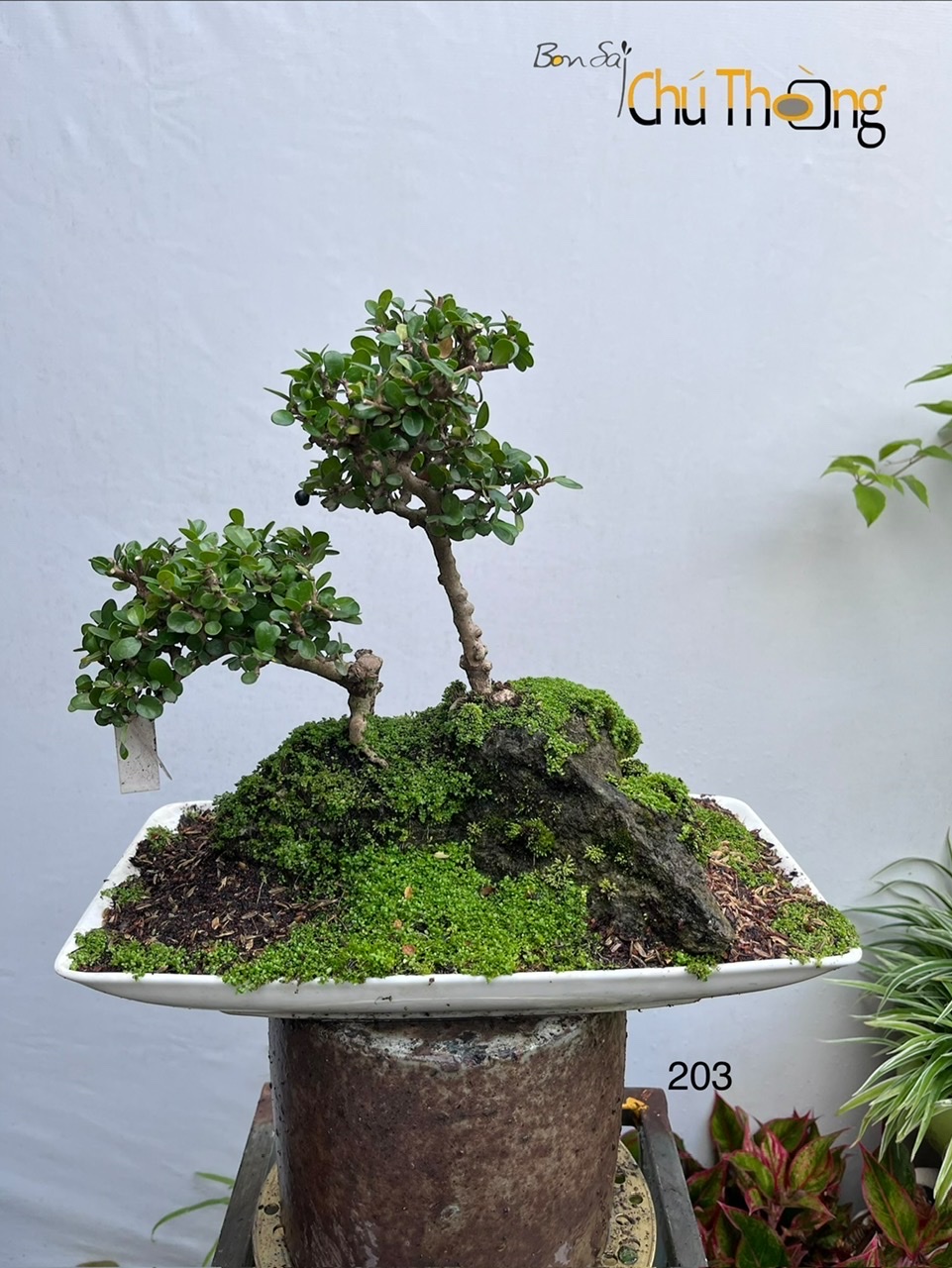 Tiểu cảnh sam núi trái