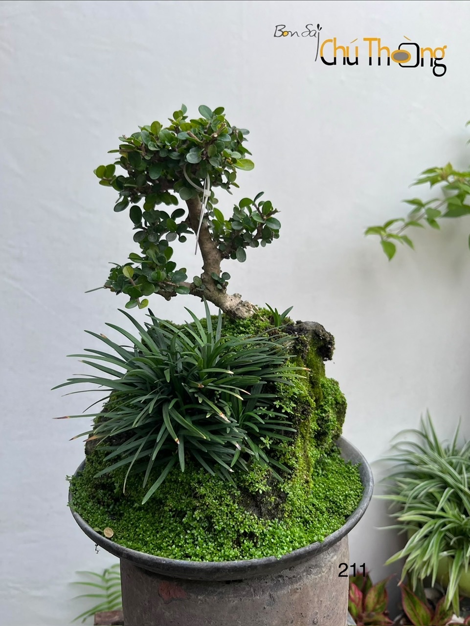 Tiểu cảnh sam núi trái