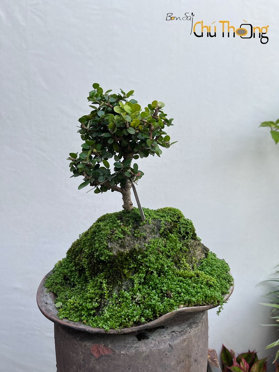 Tiểu cảnh sam núi trái