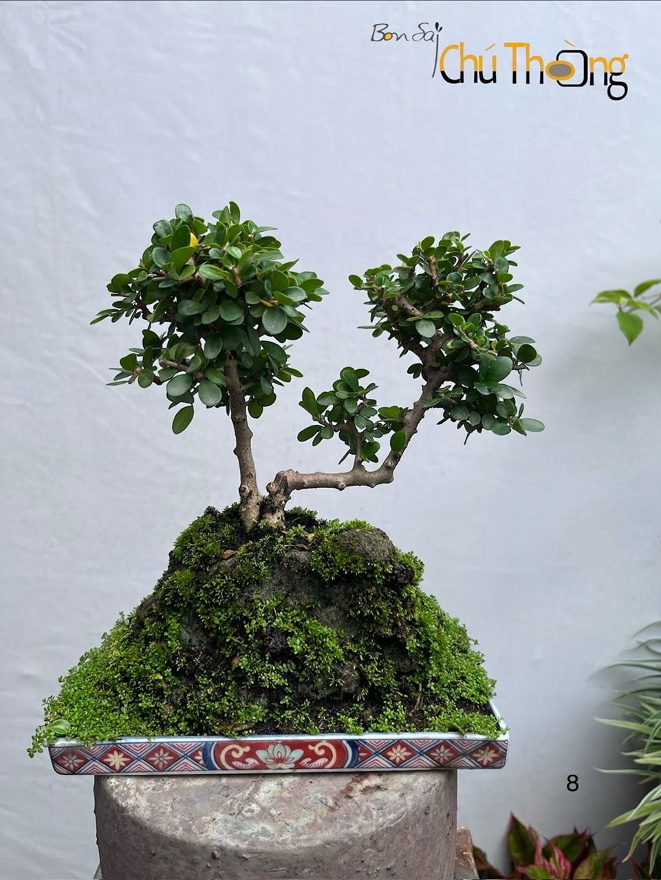 Tiểu cảnh sam núi trái