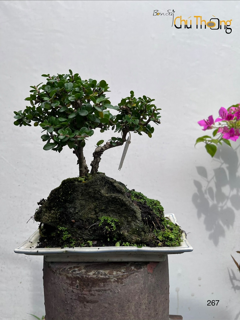 Tiểu cảnh sam núi trái