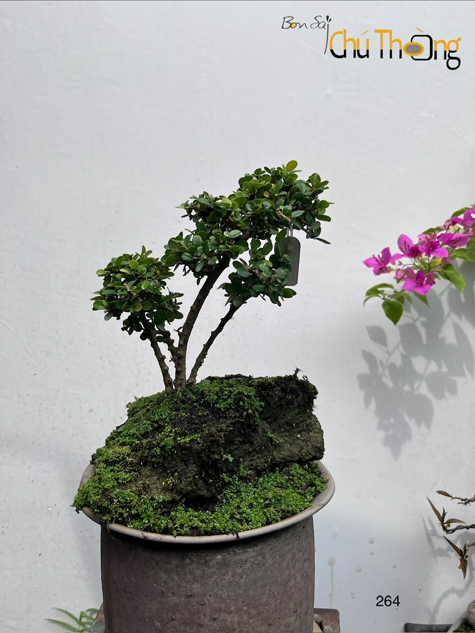 Tiểu Cảnh Sam Núi