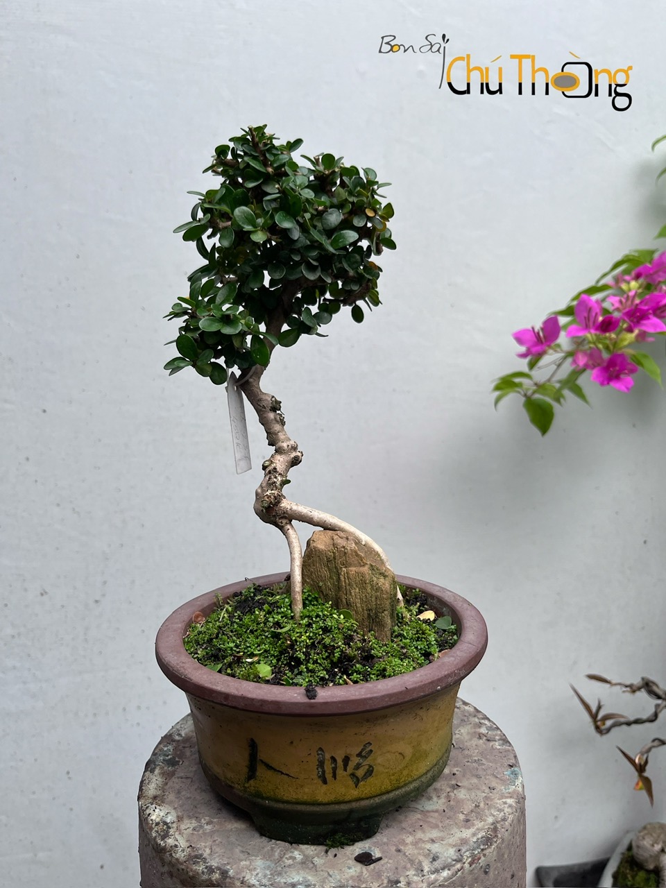 Tiểu cảnh sam núi trái