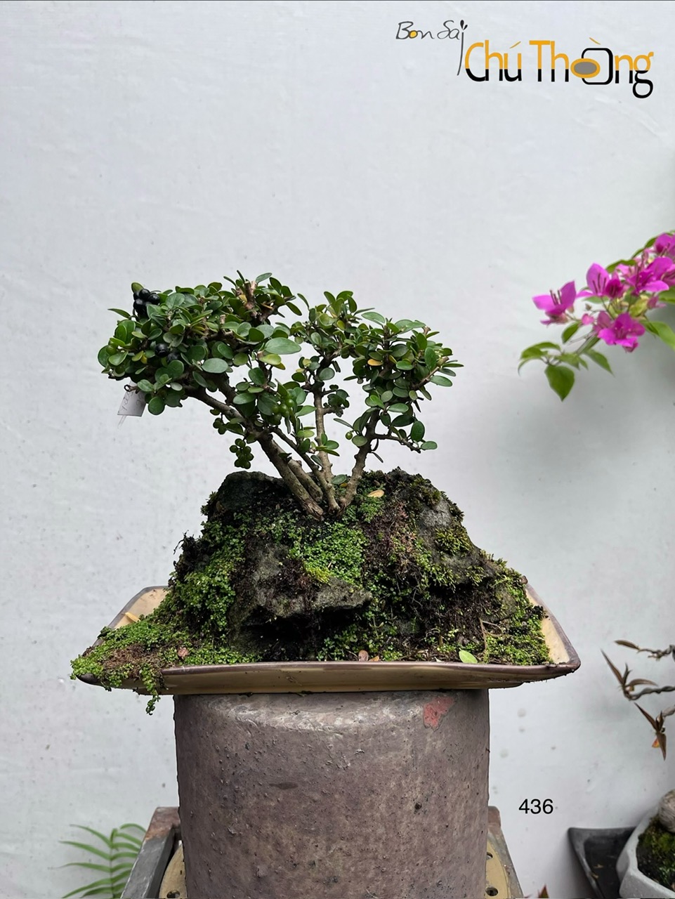 Tiểu Cảnh Sam Núi