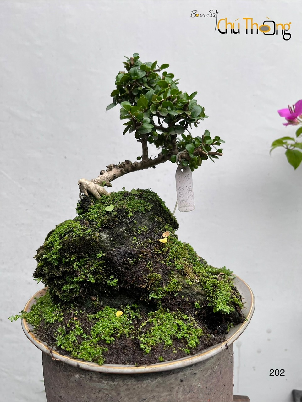 Tiểu cảnh sam núi trái